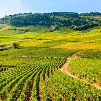 An introduction to terroir