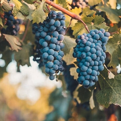 Grape school: Syrah