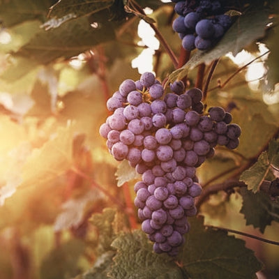 Grape school: Cabernet Franc
