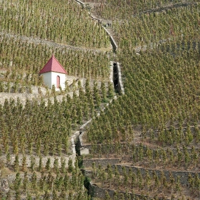 Northern Rhône Wines: Power & Granite