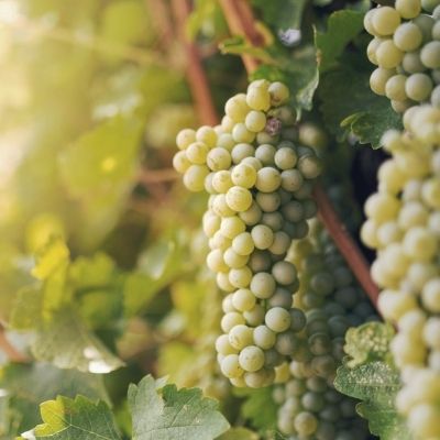 Where is Sauvignon Blanc from?