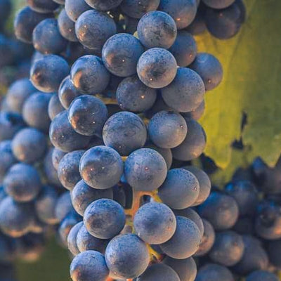 Grape school: Petit Verdot