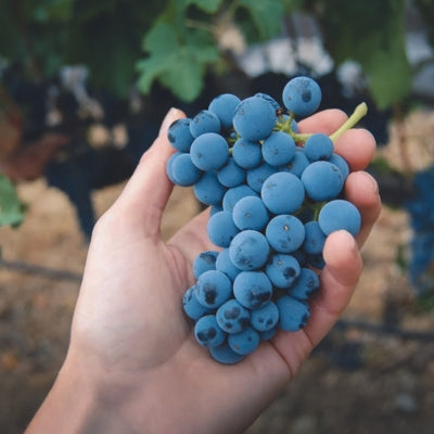 Grape school: Merlot