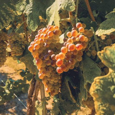 Grape school: Roussanne