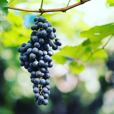 Grape School: Cabernet Sauvignon in the Old World