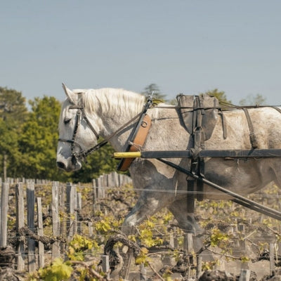 Biodynamics part I: an introduction to biodynamic viticulture and wine