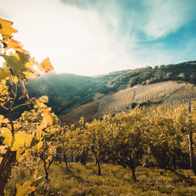 Discover Cornas in six wines
