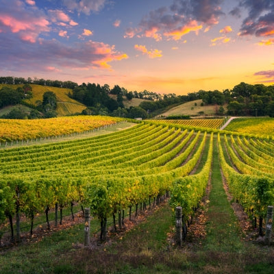Discover South Australia in six wines
