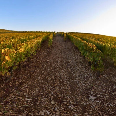 Understanding terroir: the role of soil, topography and water