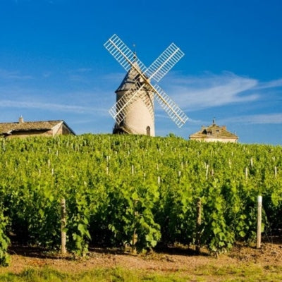 Beaujolais beyond Nouveau