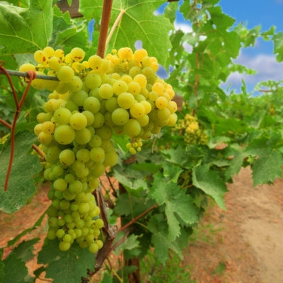 Grape school: Viognier