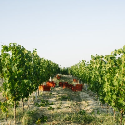 Low yields wine: Why less means more