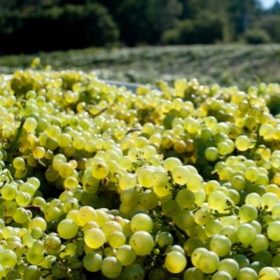 What does Chardonnay Taste like from the Old World?