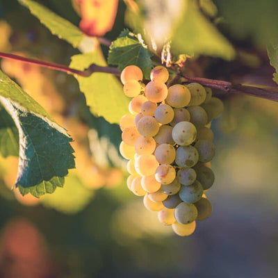 Grape school: Chardonnay