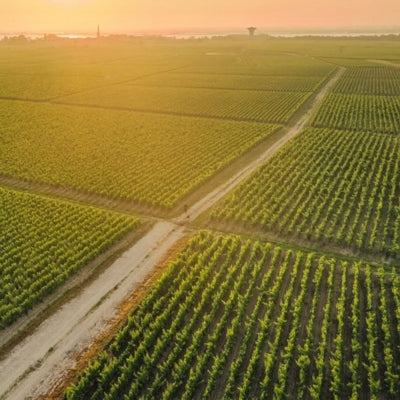 Discover Saint-Julien in six wines