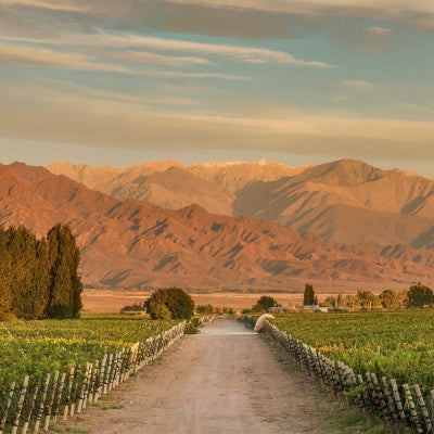 Discover Mendoza in six wines