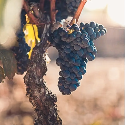 Grape School: Tempranillo