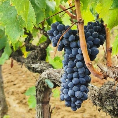 Grape School: Sangiovese