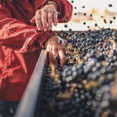 Grape processing: from picking to sorting