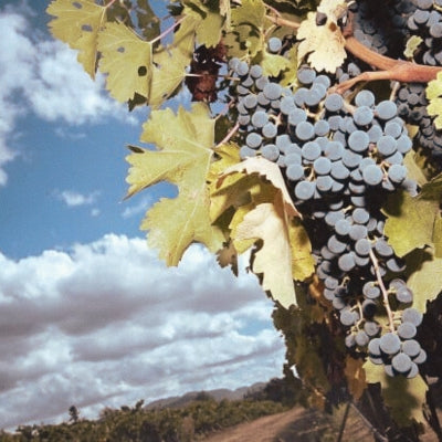 The harvest dilemma – navigating environmental and practical constraints