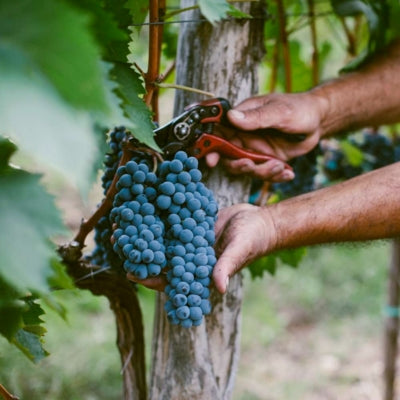 How winemakers measure grape ripeness