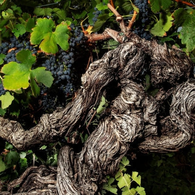 Old Vine Photography Competition 2026 winners