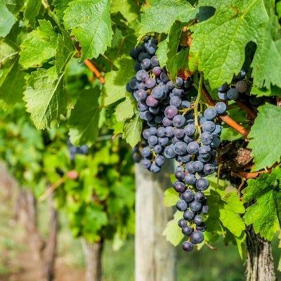 Grape School: New Bordeaux