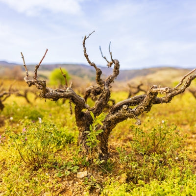 Seven special old-vine wines