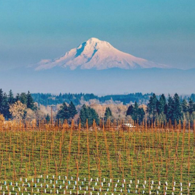 Pinot Noir From Around the World