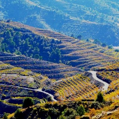 Priorat's Unique Terroir