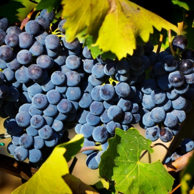 Grape School: Sangiovese