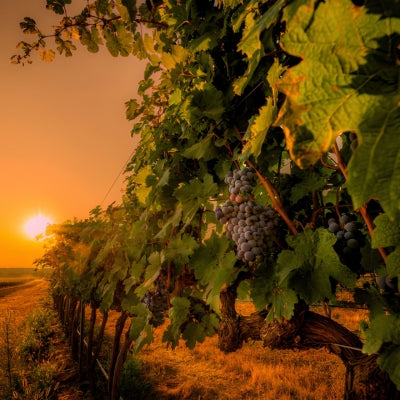 Unveiled: Louis Jadot Wine Photographer Award 2026 winners
