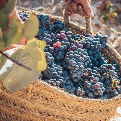 Tempranillo Day