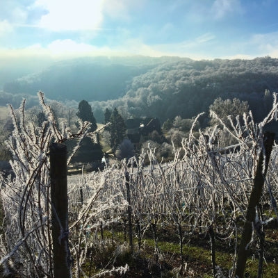 Weingut Egon Müller: Master of Saar Riesling