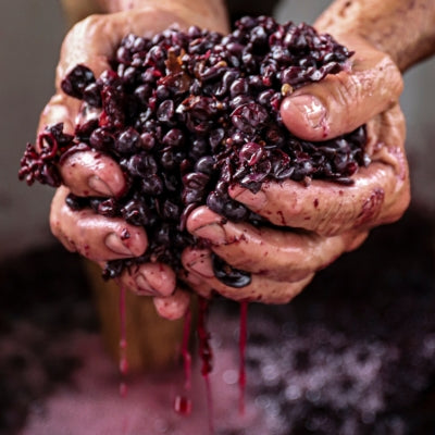An introduction to wine yeasts: Part 2
