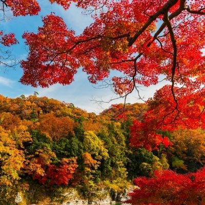 The Best Wines for Fall