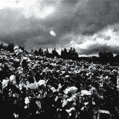 Columbus and Indigenous Peoples' Day: Celebration of New World Wine