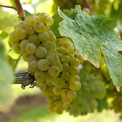 Grape School: Get to Know Riesling