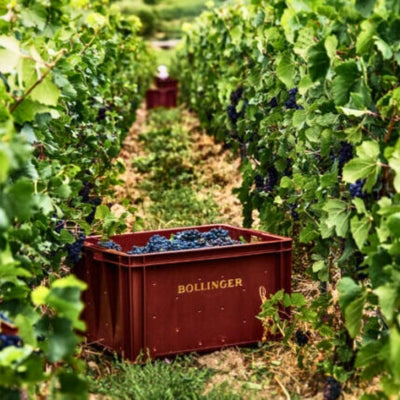 Champagne production: the grapes and the harvest