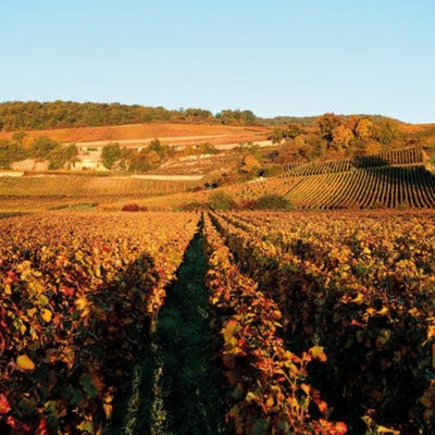 Discover Bonnes-Mares in six wines