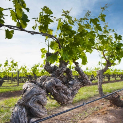 Vine longevity: the beauty of old vines