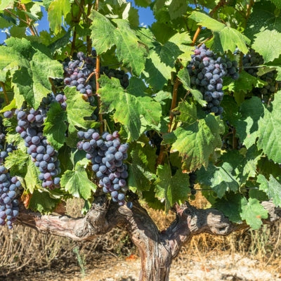 Cabernet Sauvignon: The Essentials