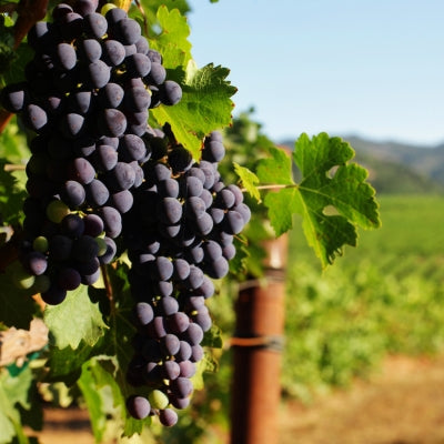 Grape School: Cabernet Sauvignon in the Old World