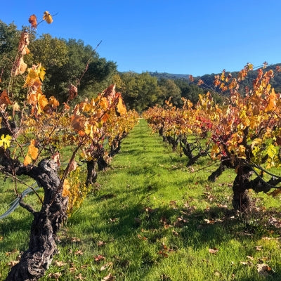 Zinfandel: A grape that defines California wine
