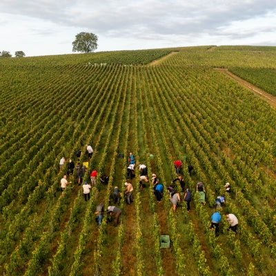 Expert view: Champagne unites for harvest worker well-being