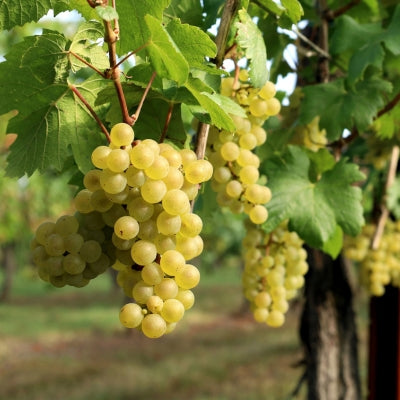 What does Chardonnay Taste like from the Old World?