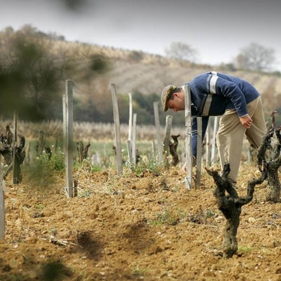 Château Rayas: The ghost in the vines