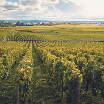 Discover Puligny-Montrachet in six wines