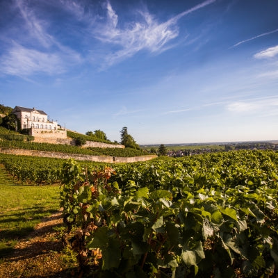 Expert view: International Pinot Noir Day