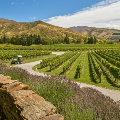 Felton Road: Crafting Central Otago’s finest wines